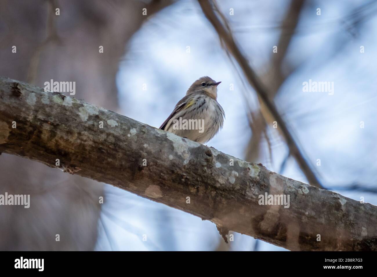 Un verricello ingiallito si appollaiano su un arto. Garner, Carolina del Nord. Foto Stock