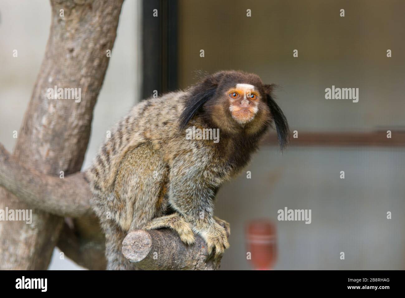 Geoffroy's Marmoset Monkey seduto su un albero in zoo. Foto Stock
