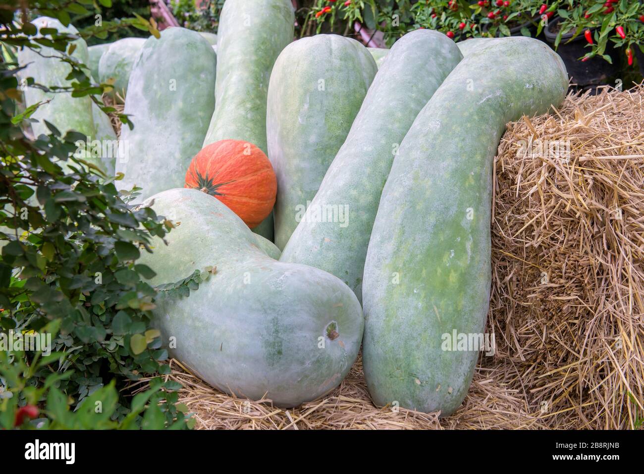 Alimenti biologici con un assortimento di verdure crude in giardino. Foto Stock