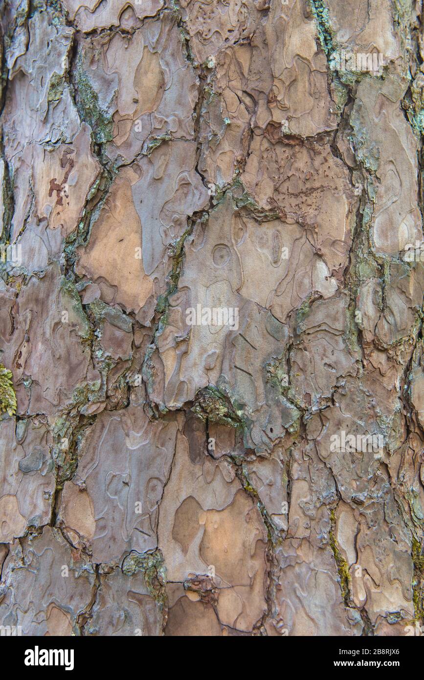 struttura di corteccia dell'albero modello per lo sfondo Foto Stock