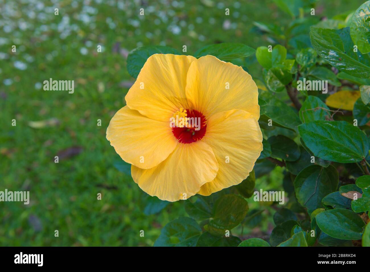 Fresco ibiscus fiore giallo nel giardino. Foto Stock