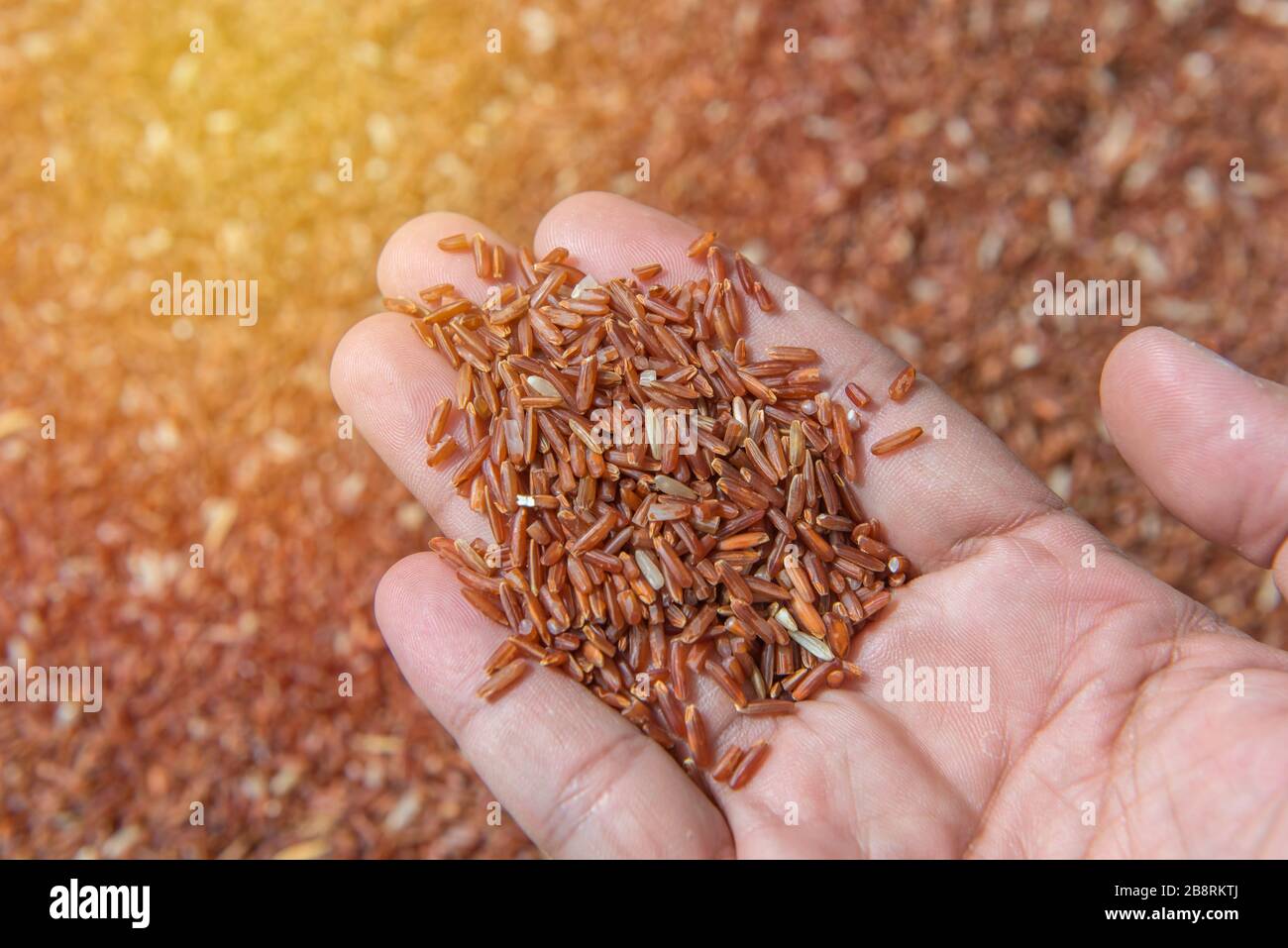 Riso di Riceberry o riso di gelsomino nero tailandese in mano. Foto Stock