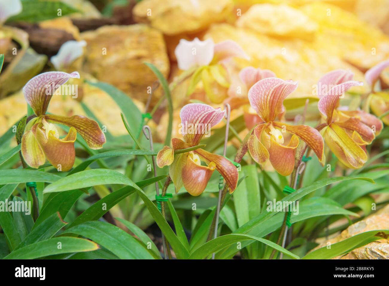 Colorato di Pianella della Madonna orchid nel bellissimo giardino. (Paphiopedilum callosum) Foto Stock