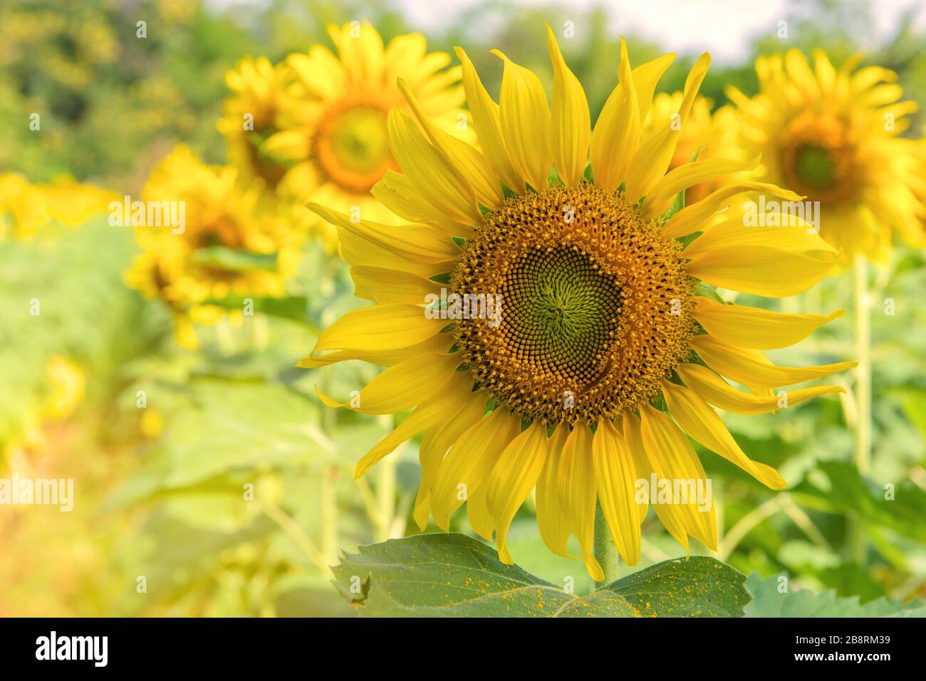 Campo di fioritura di girasole in giardino di girasoli. Foto Stock