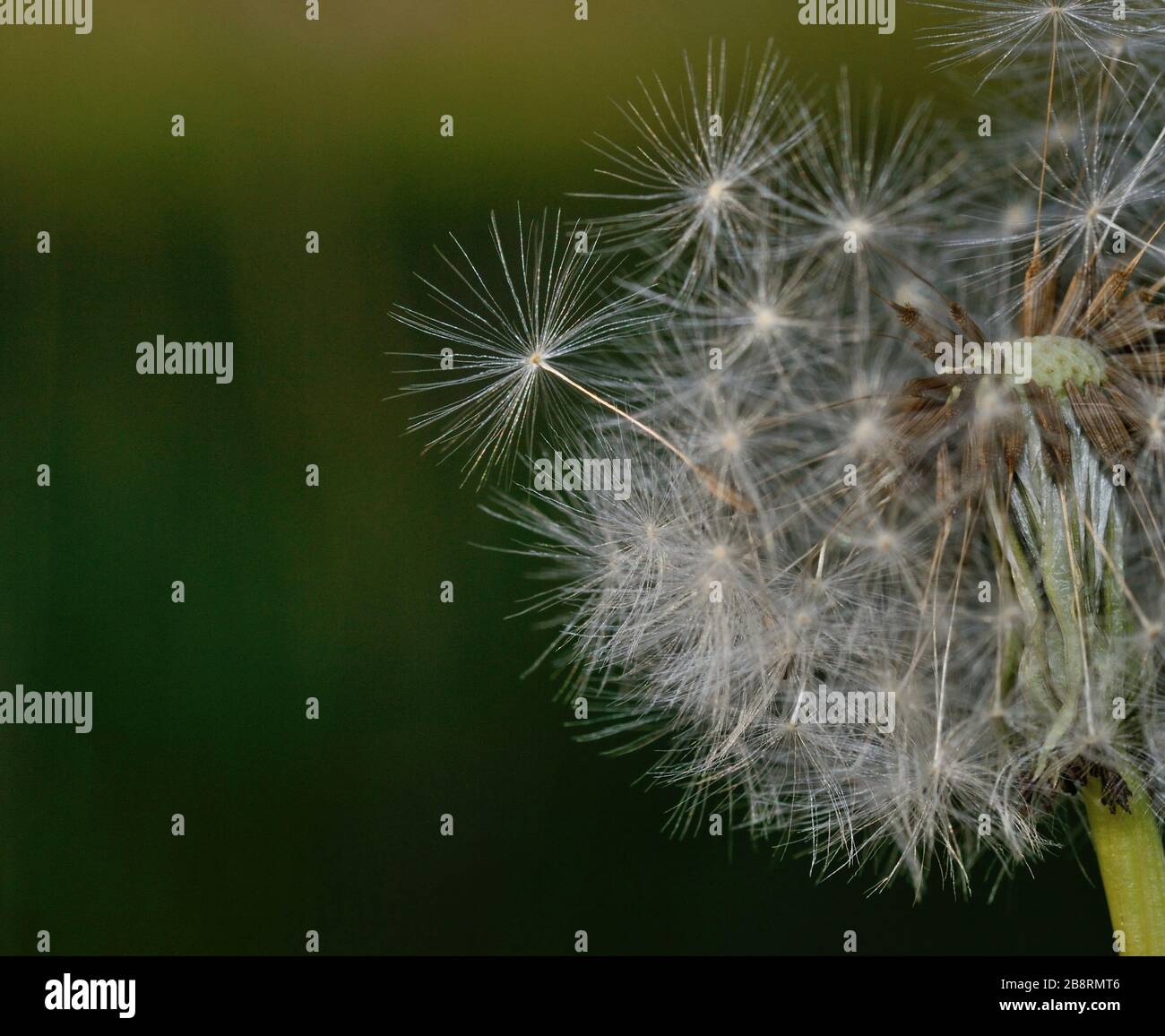 semi di dente di leone contro uno sfondo verde Foto Stock