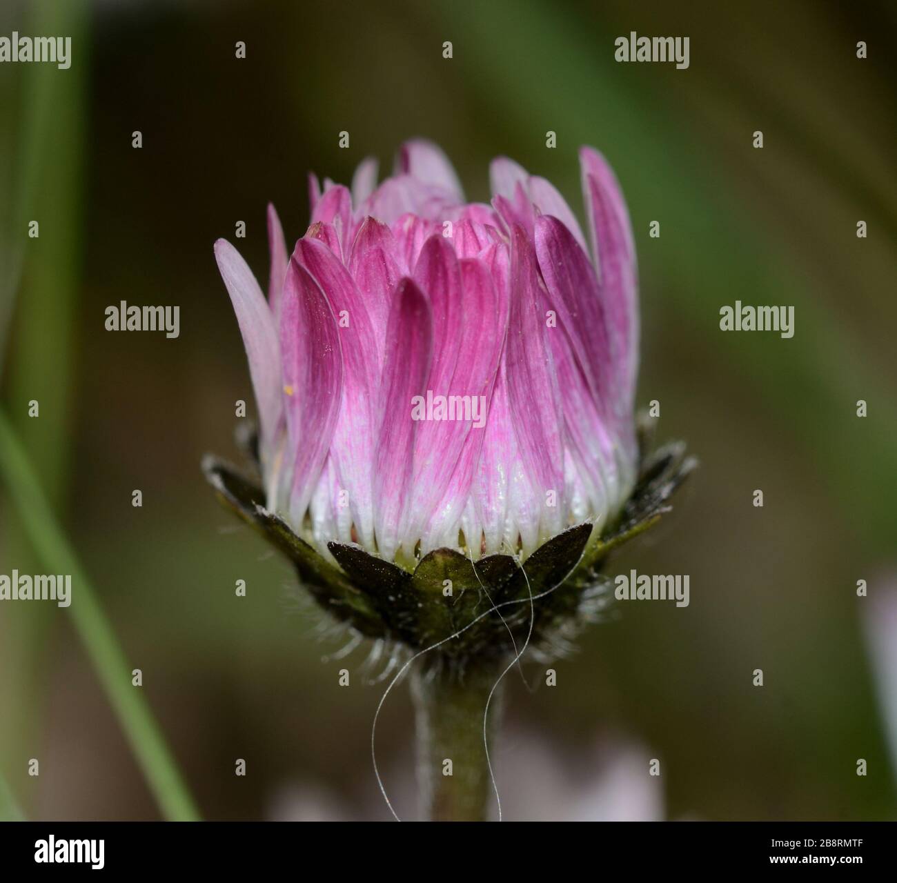 primo piano di fiori a margherita bianchi e rossi sullo sfondo verde del prato erboso Foto Stock