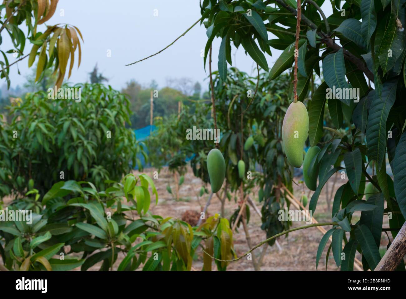 grove con frutta di mango. Foto Stock