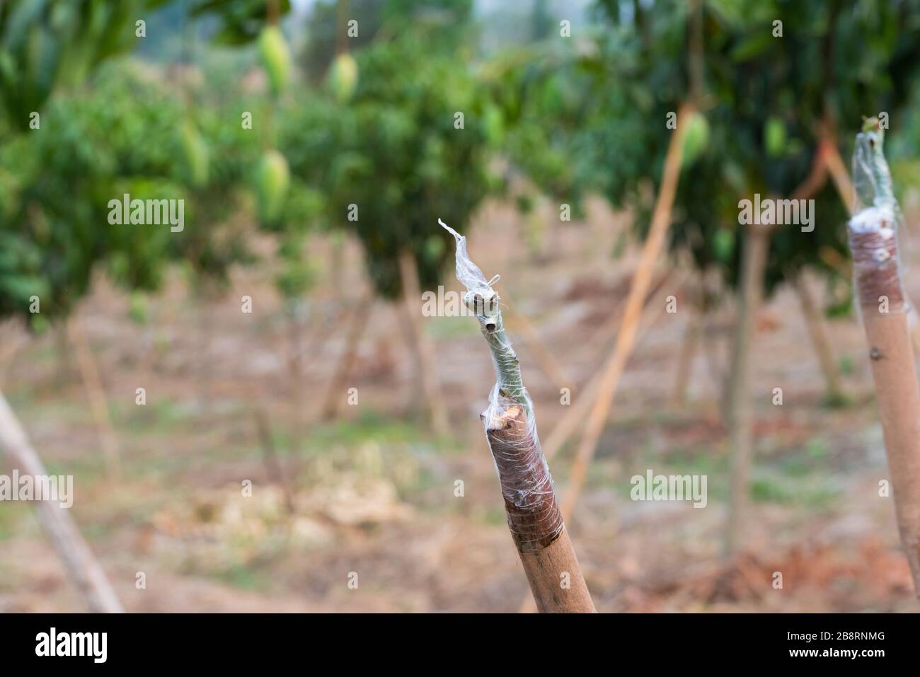 grove con frutta di mango. Foto Stock