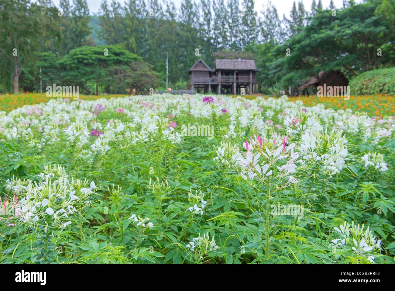 Cleome fiore (Cleome hassleriana) o spider fiore nel bellissimo giardino. Foto Stock