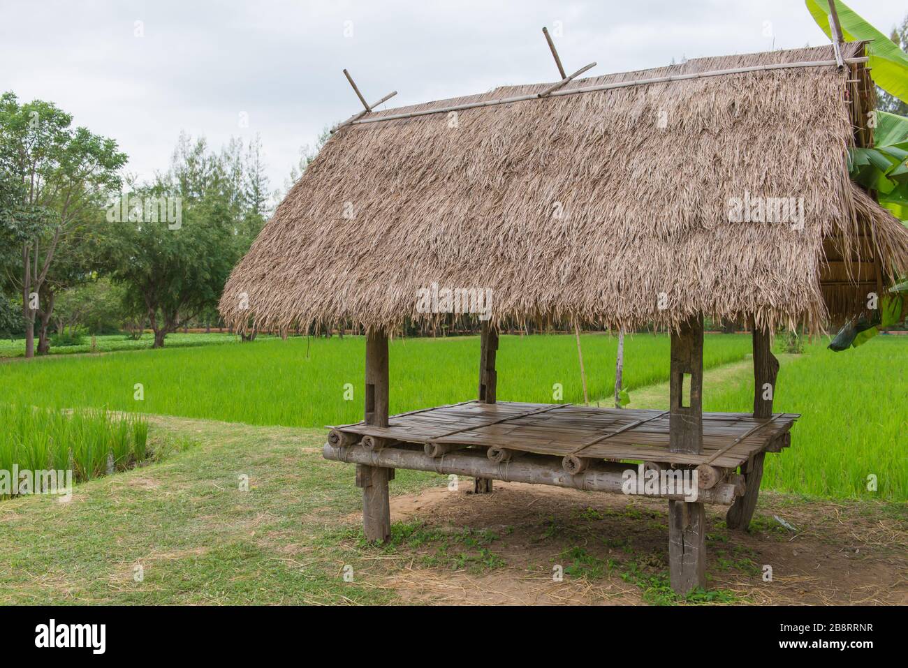 Cottage o capanna in campo di bacche di riso. (Riso nero gelsomino tailandese) Foto Stock