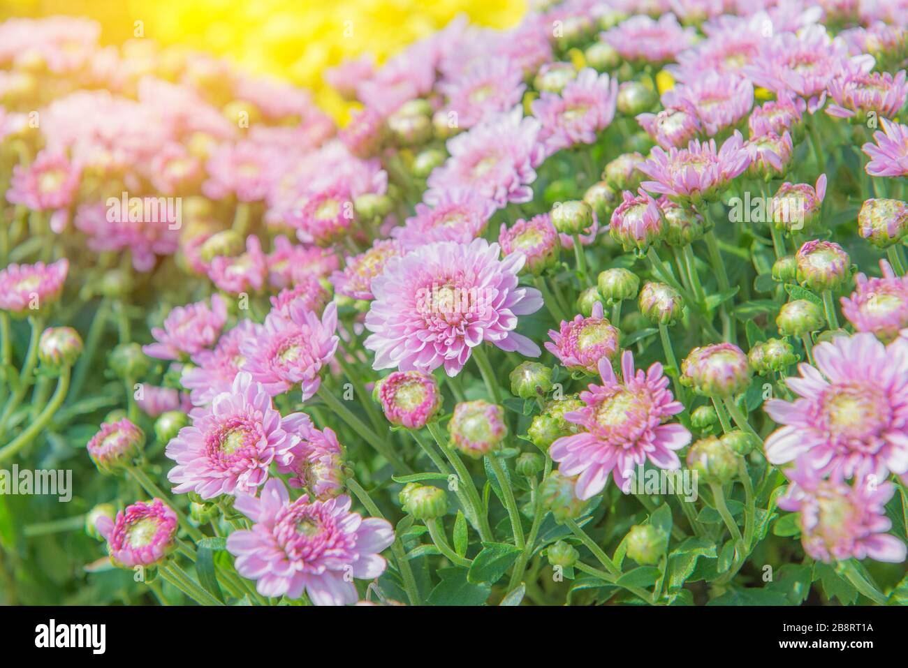colorato di fiori nel bellissimo giardino. Foto Stock