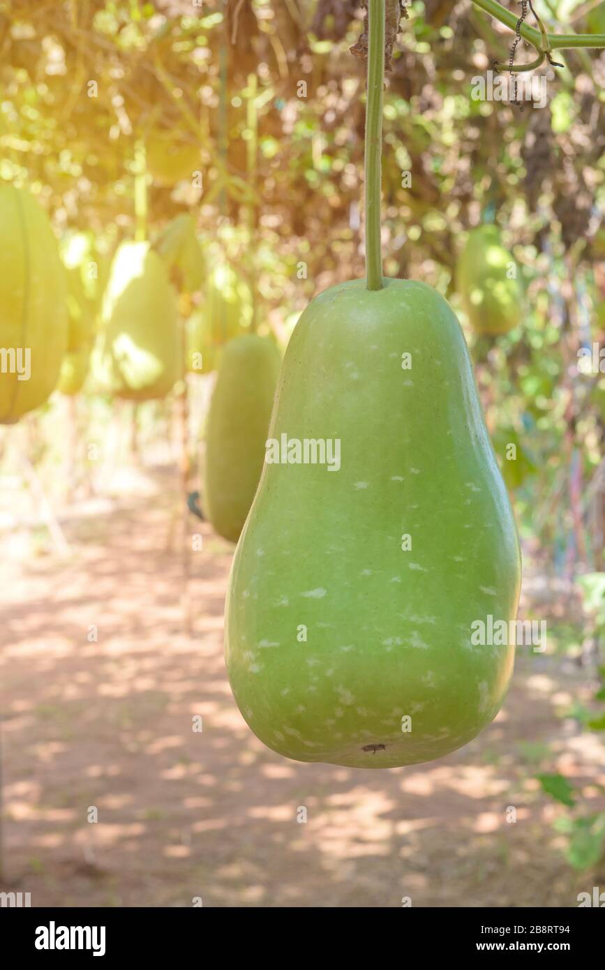 Appendere il melone invernale nel giardino o cera gourd, Chalkumra in fattoria. Foto Stock