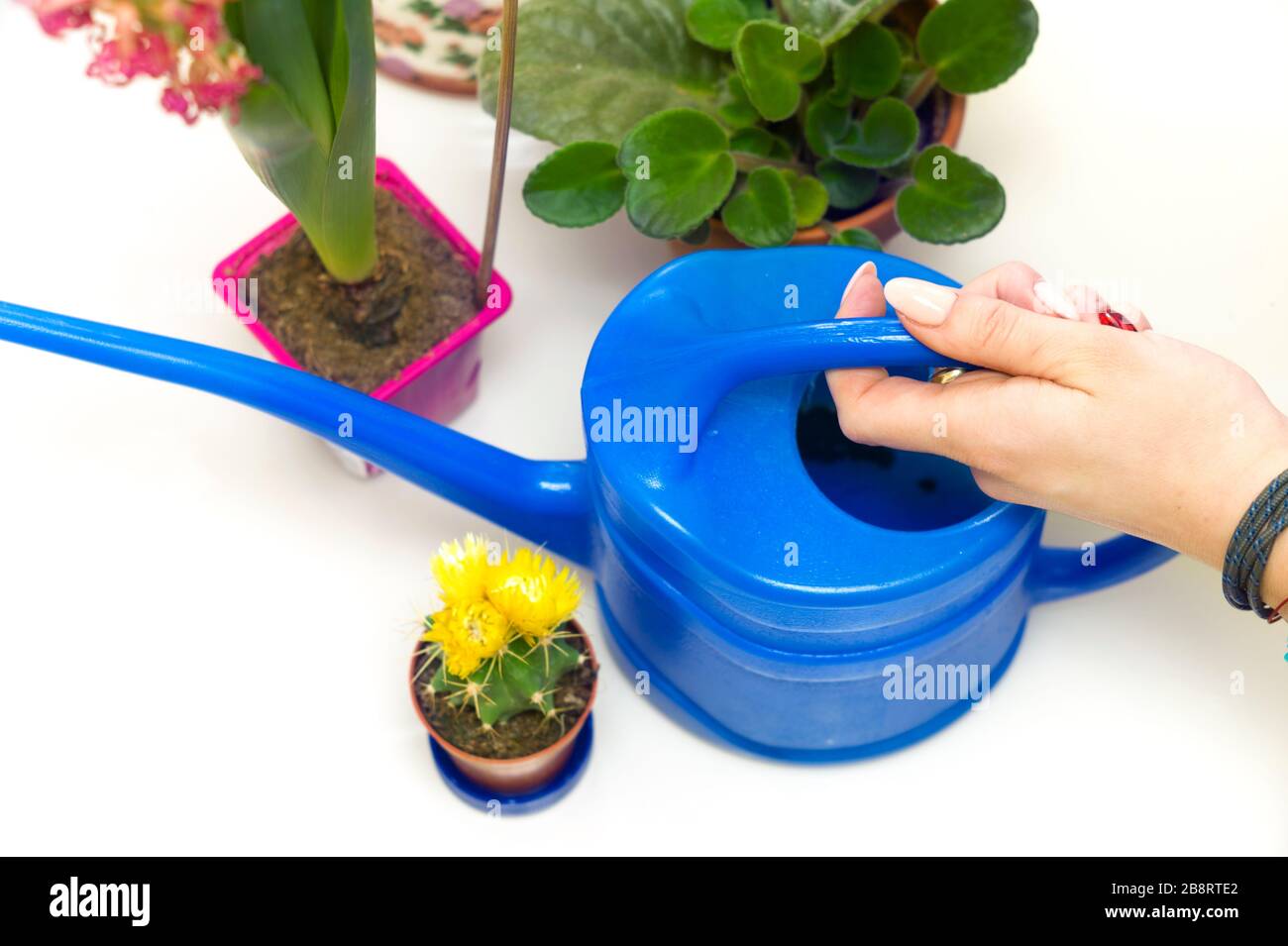 Mano femminile con acqua può, concetto di cura delle piante Foto Stock
