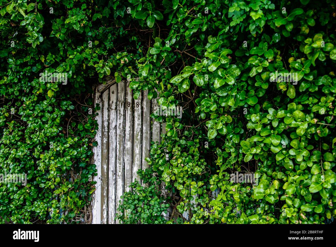 Tettoia verde intorno a una porta di legno Foto Stock