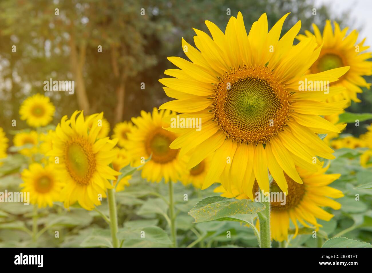 Bella di girasole in fiore nel giardino di girasoli. Foto Stock