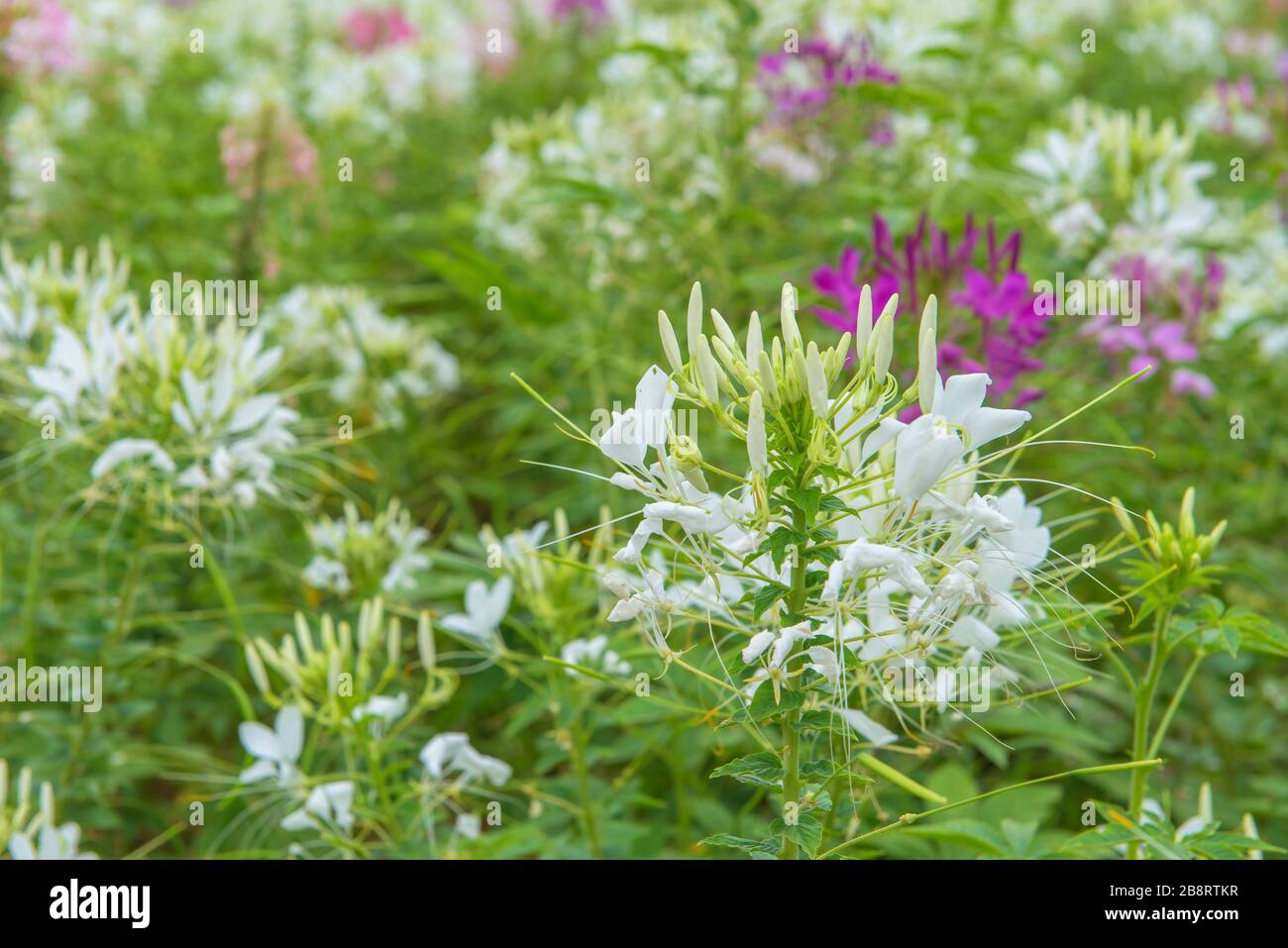 Cleome fiore (Cleome hassleriana) o spider fiore nel bellissimo giardino. Foto Stock