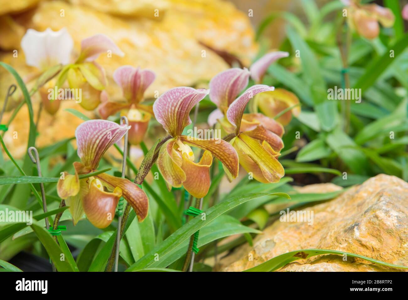 Colorato di Pianella della Madonna orchid nel bellissimo giardino. (Paphiopedilum callosum) Foto Stock