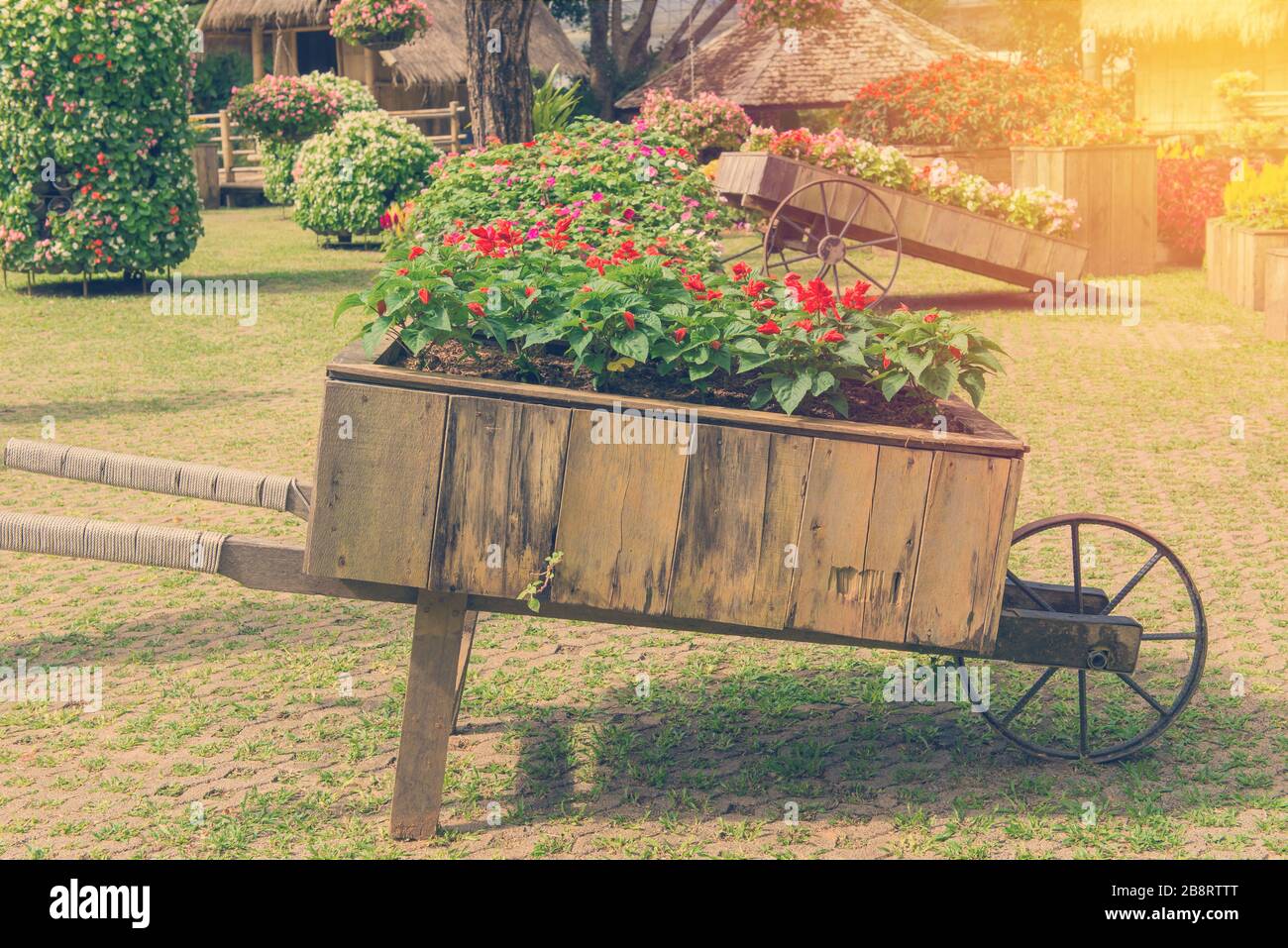 Colorato di fiori di petunia su carrello o carrello in legno in giardino. Foto Stock