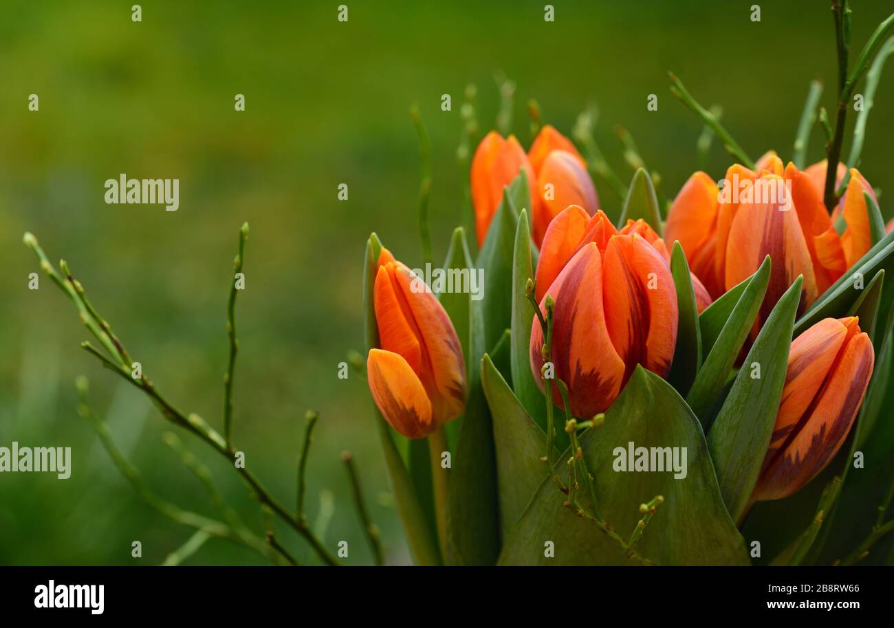 Un bouquet di tulipani d'arancia freschi si erge su uno sfondo verde chiaro all'aperto, alla luce del sole primaverile Foto Stock