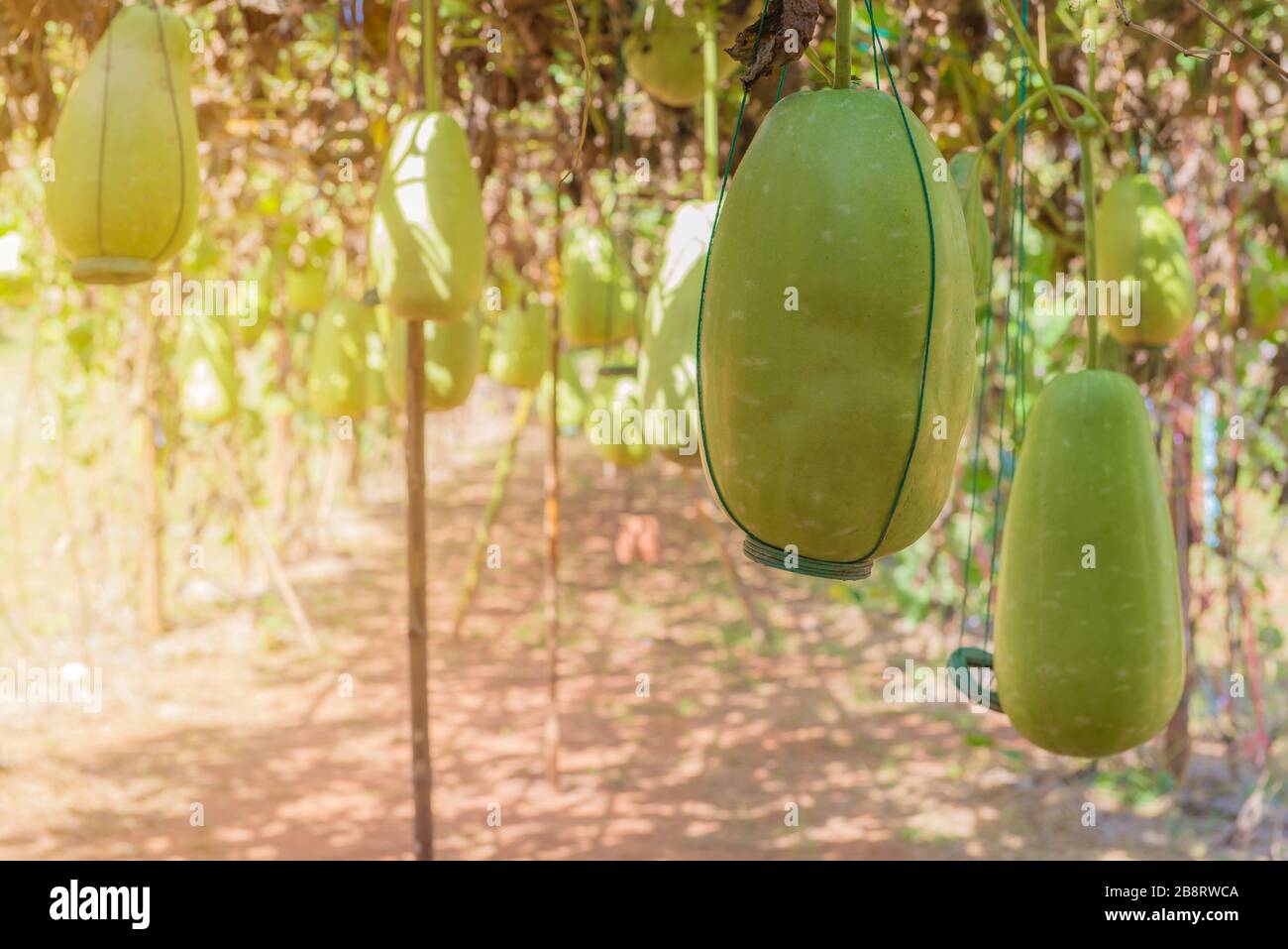 Appendere il melone invernale nel giardino o cera gourd, Chalkumra in fattoria. Foto Stock