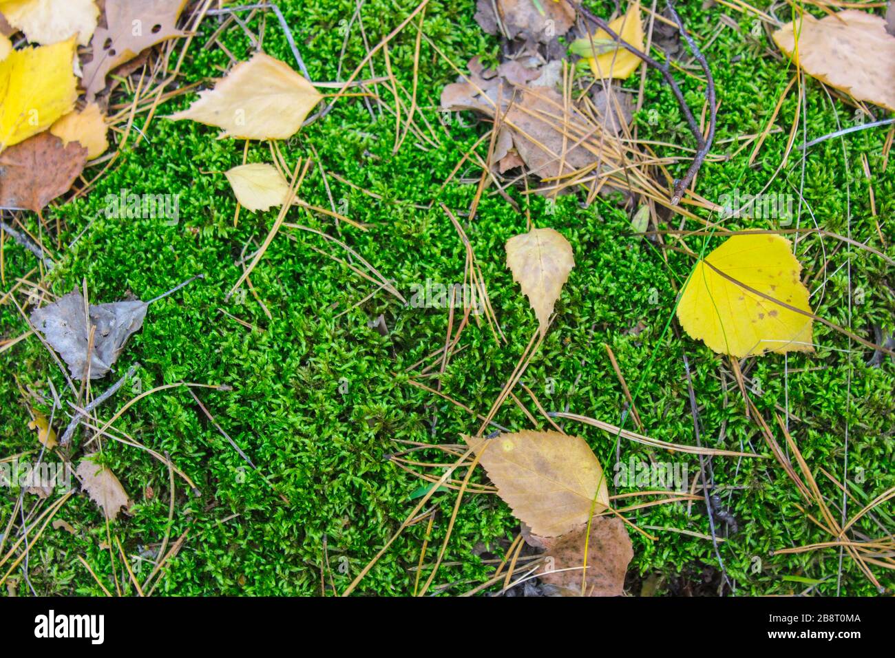 Autunno caduto foglie e aghi di pino sul muschio verde Foto Stock