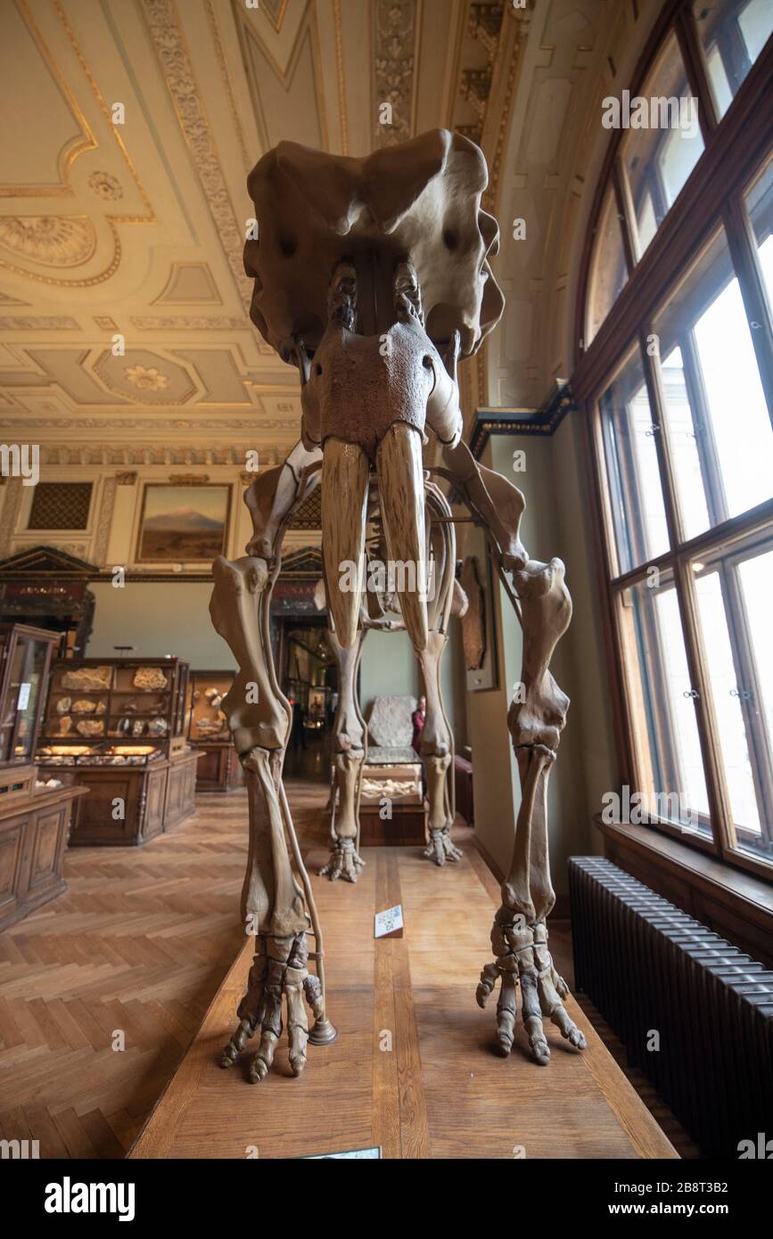 Vienna, Austria. Il Museo di Storia Naturale (Naturhistorisches Museum) interno. Il più grande e vecchio museo che espone molti esemplari, dinosauro Foto Stock