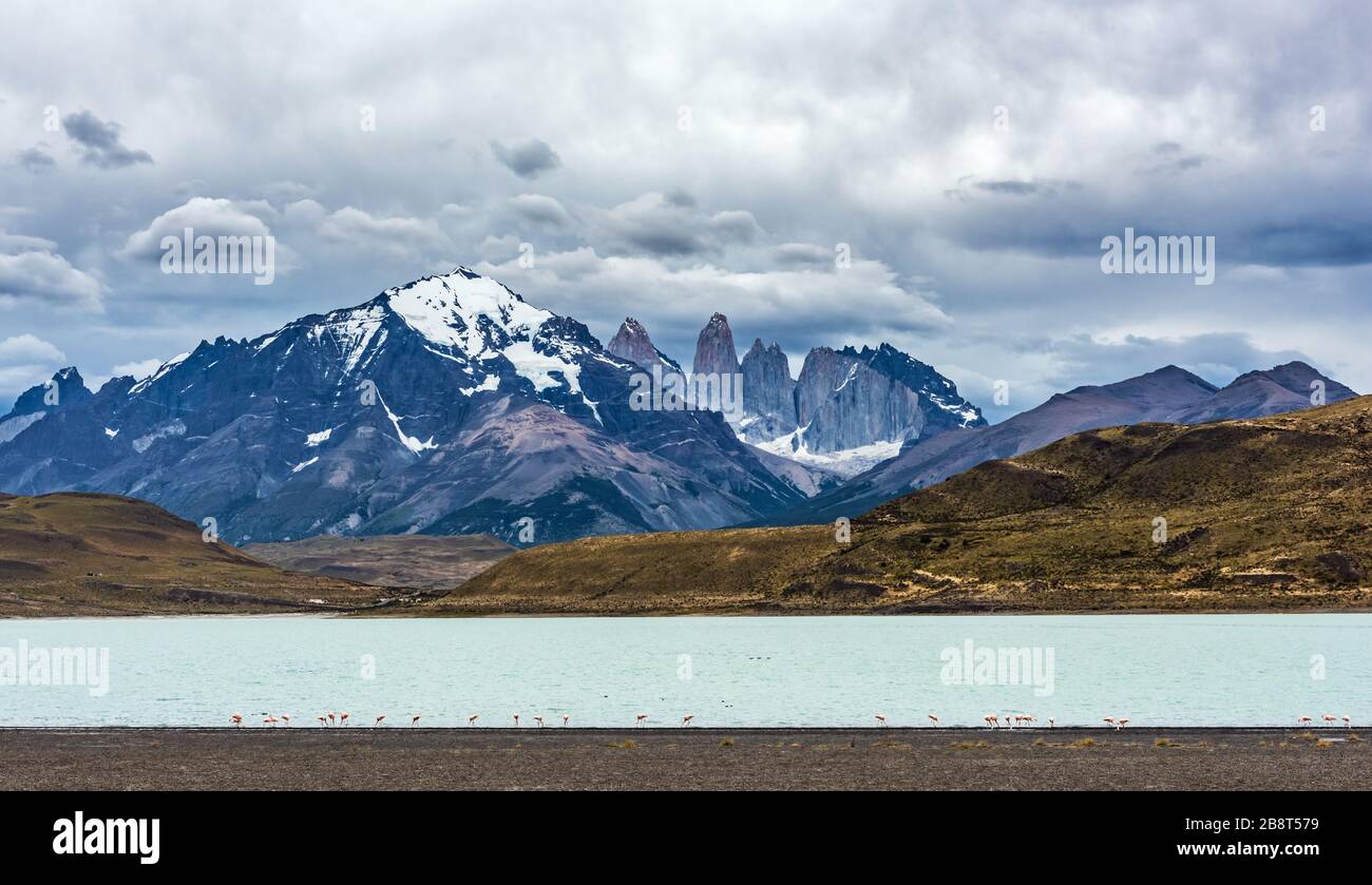 Nome: Fenicottero cileno (Fenicotterus chilensis) presso il lago nel Parco Nazionale Torres del Paine, Patagonia, Cile Foto Stock