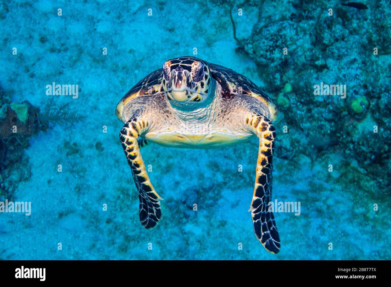 Una tartaruga di mare di Hawksbill che si dirige verso la superficie dopo l'alimentazione al largo della costa di Grand Caymanin le Isole Cayman nei Caraibi. Foto Stock