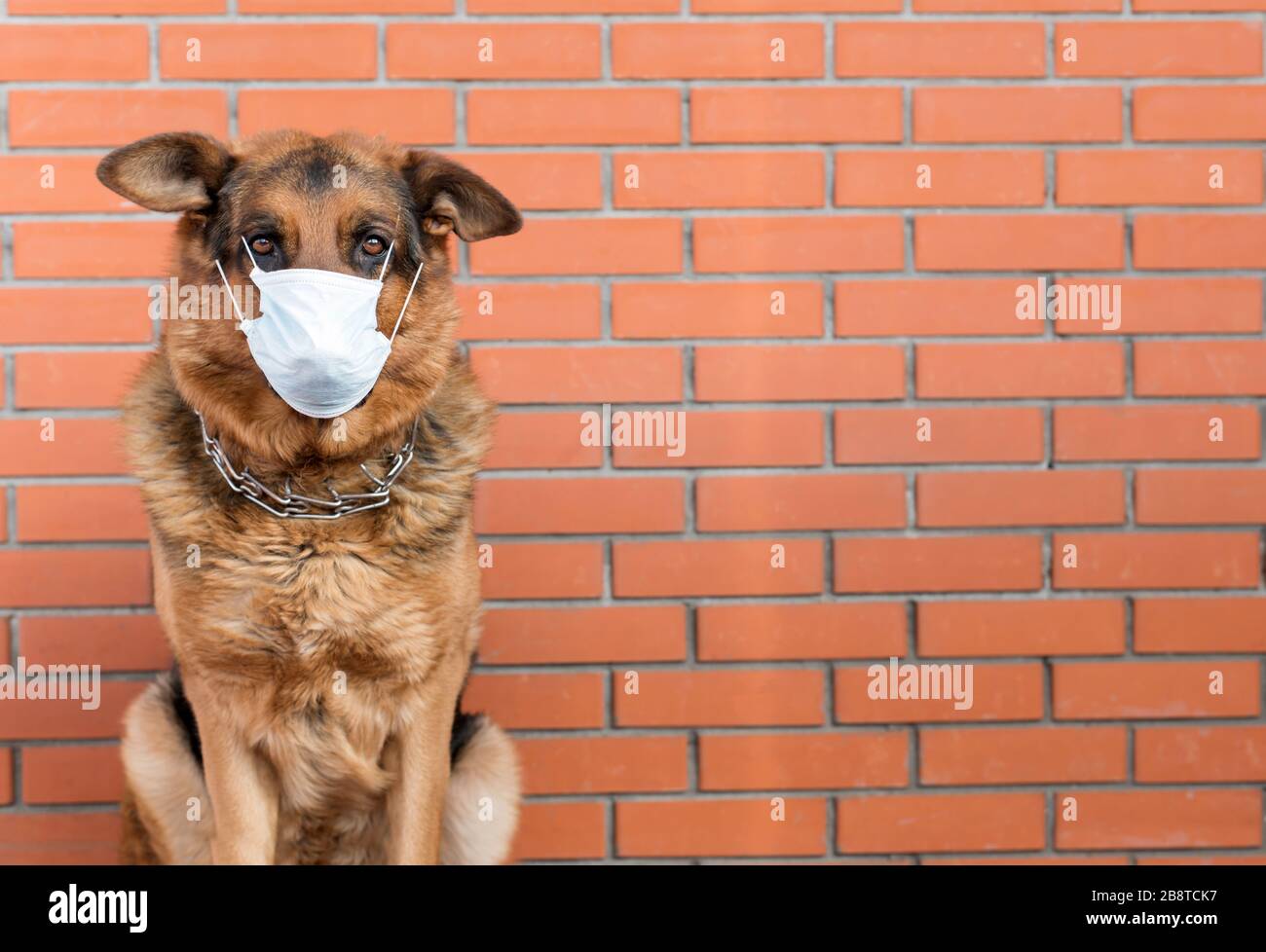 Pastore tedesco in una maschera medica isolamento da Coronavirus. Concetto di infezione da animali. Un animale in quarantena Foto Stock