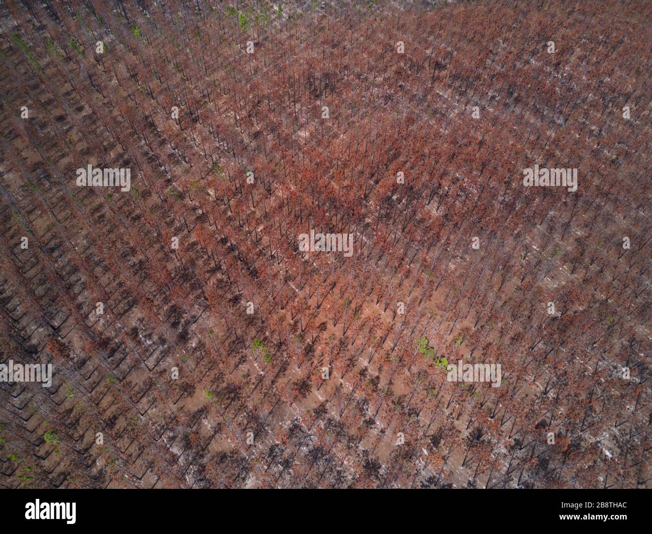 Antenna di piantagione commerciale di pino recentemente bruciato durante gli incendi della macchia d'estate che mostrano segni di ricrescita vicino Childers Queensland Australia Foto Stock