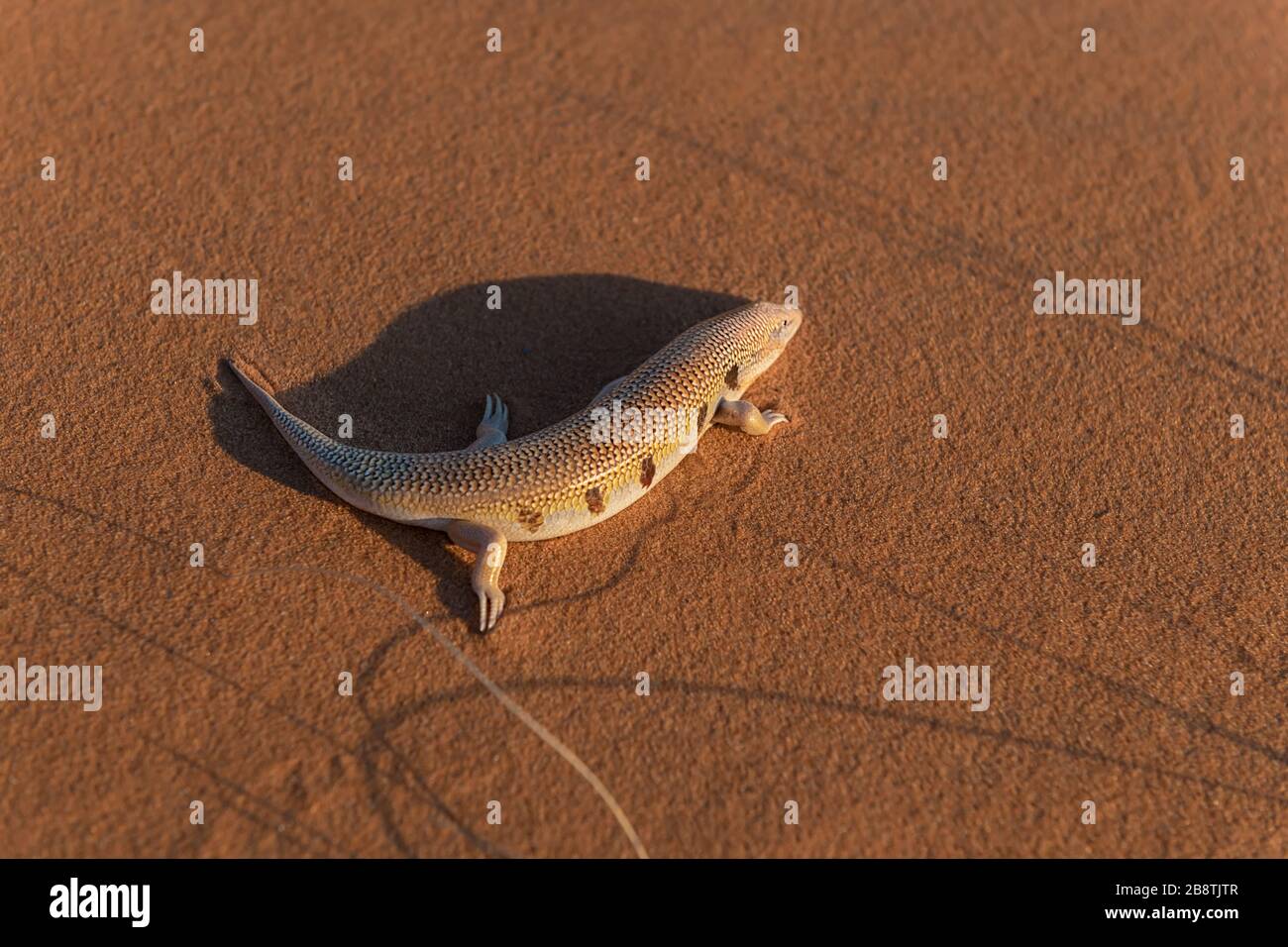 Pesce di sabbia del deserto (scincus, pattinaggio comune) alle dune di sabbia di Erg Chebbi a Merzouga, Marocco Foto Stock