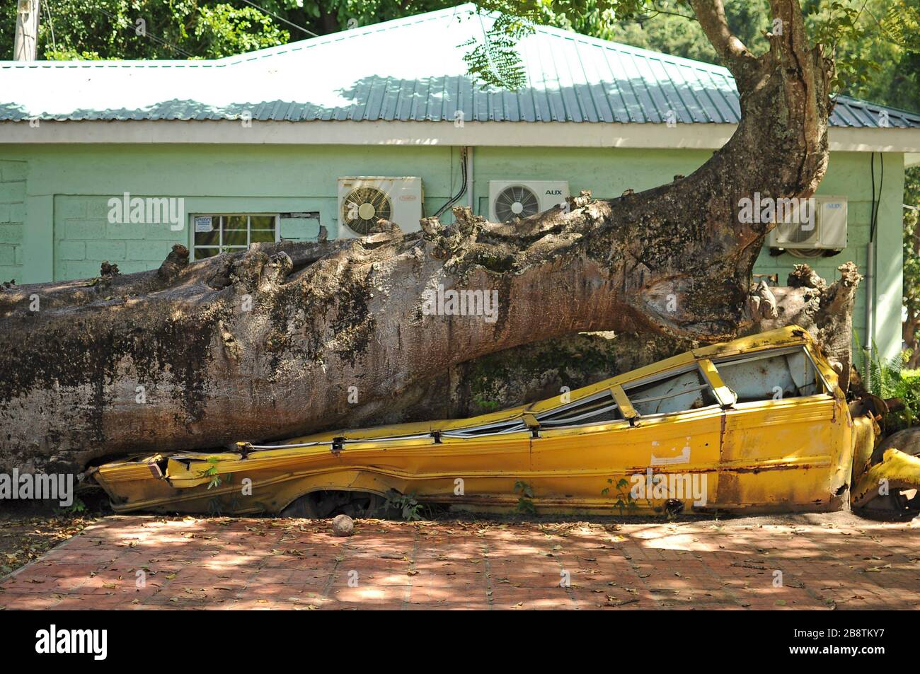 L'uragano david's wrath.A scuola bus è stato schiacciato da un albero di baobab africano rovesciato da Hurricane David nel 1979; l'autobus e l'albero rimangono nei giardini. Foto Stock