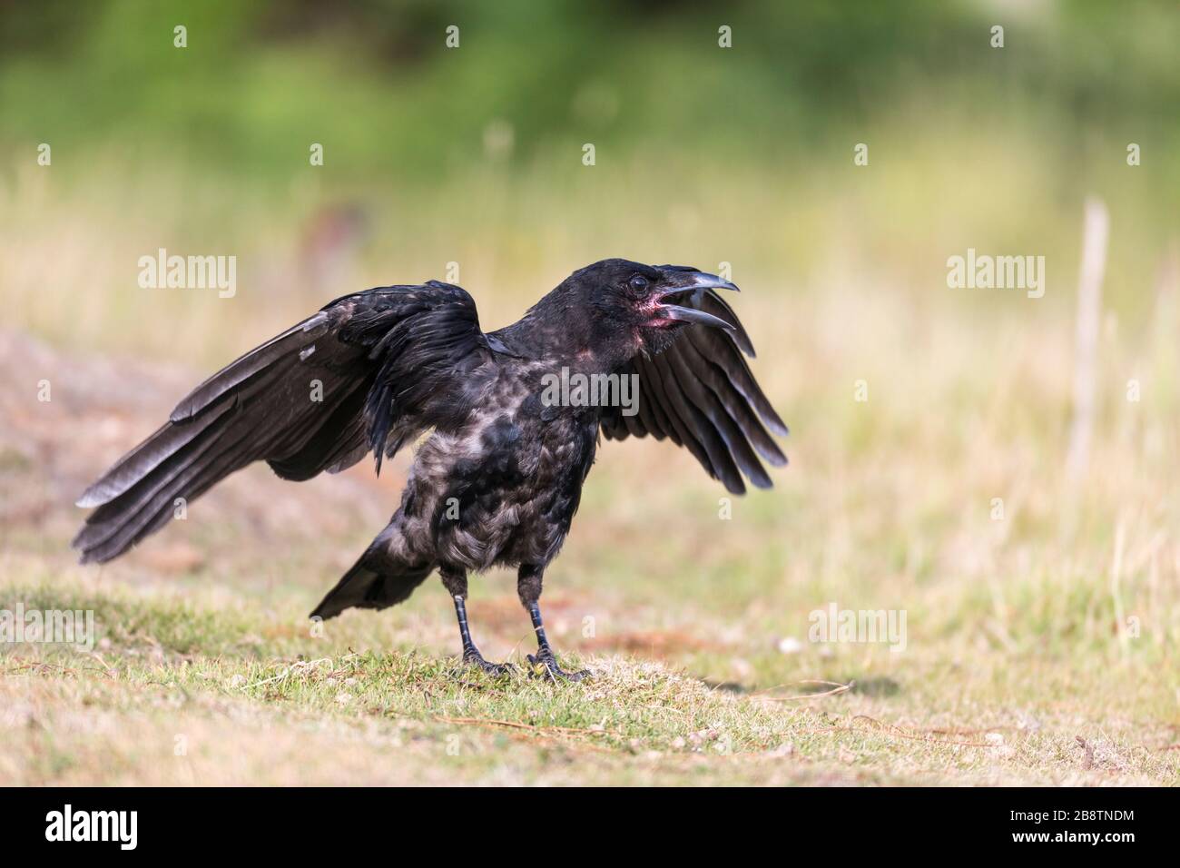 Carrion Crow; Corvus corone; Young; UK Foto Stock