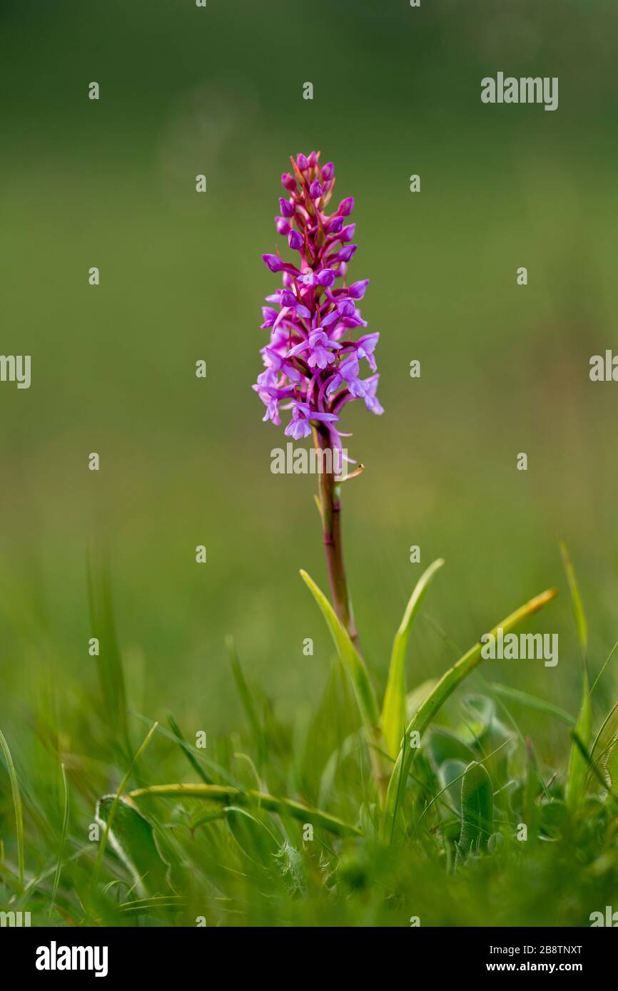 Fragranti Orchid; Gymnadenia conopsea; fiore; Regno Unito Foto Stock