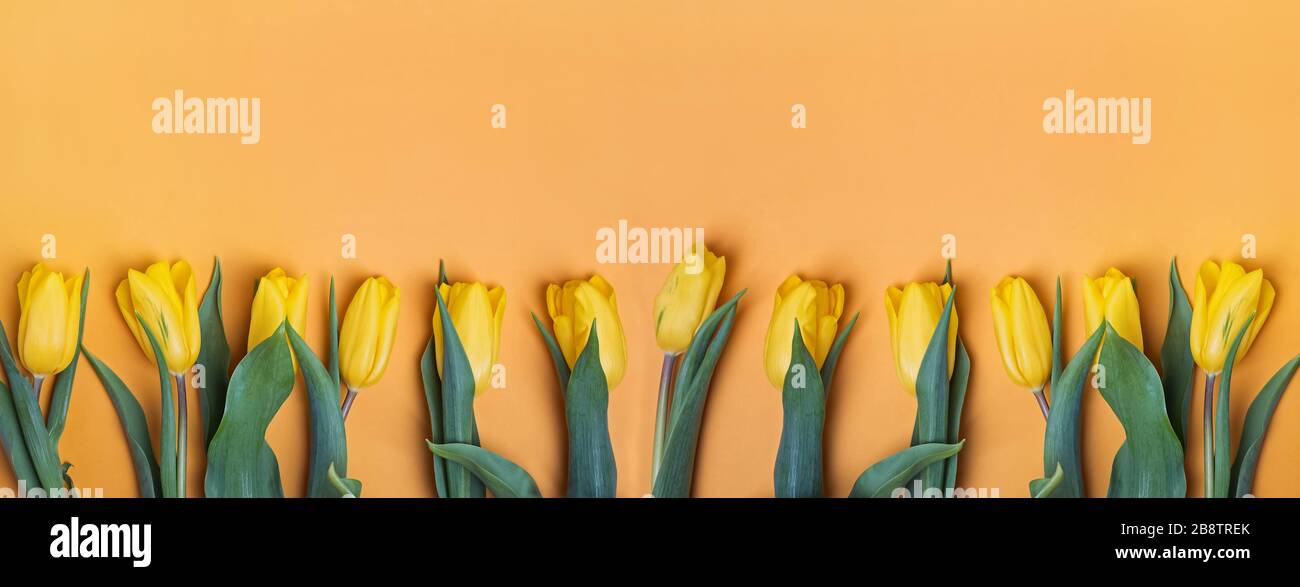 Fiori di tulipano gialli su sfondo luminoso Foto Stock