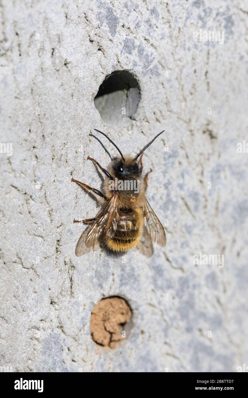 Mason Bee; Osmia rufa; on Insect Hotel; Regno Unito Foto Stock