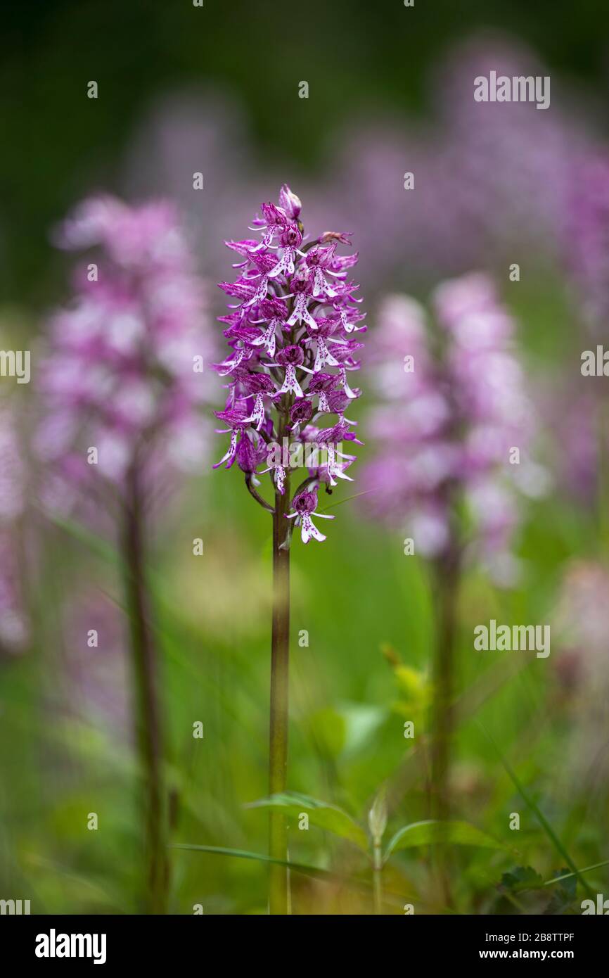 Scimmia attraversata con Lady Orchid; ibrido naturale; Regno Unito Foto Stock