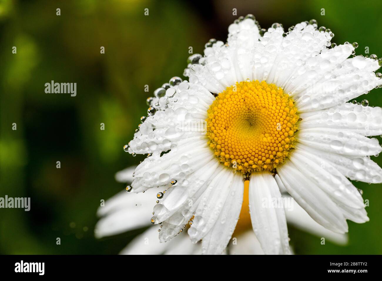 Oxeye Daisy; in Dew; Regno Unito Foto Stock