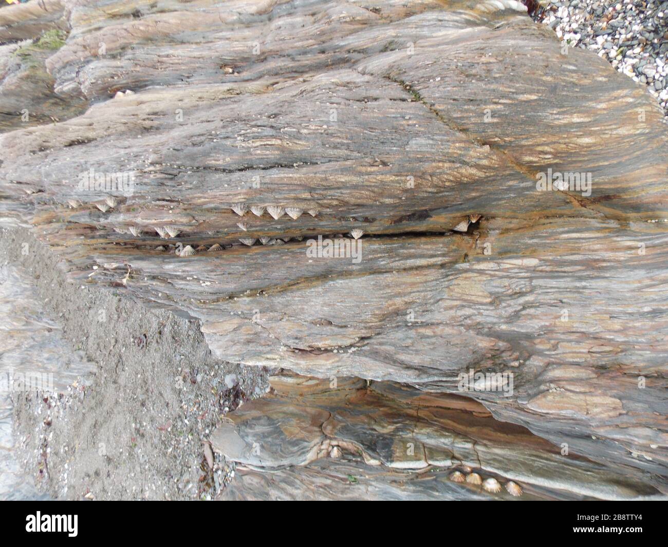 limpit e barnacoli su una roccia Foto Stock