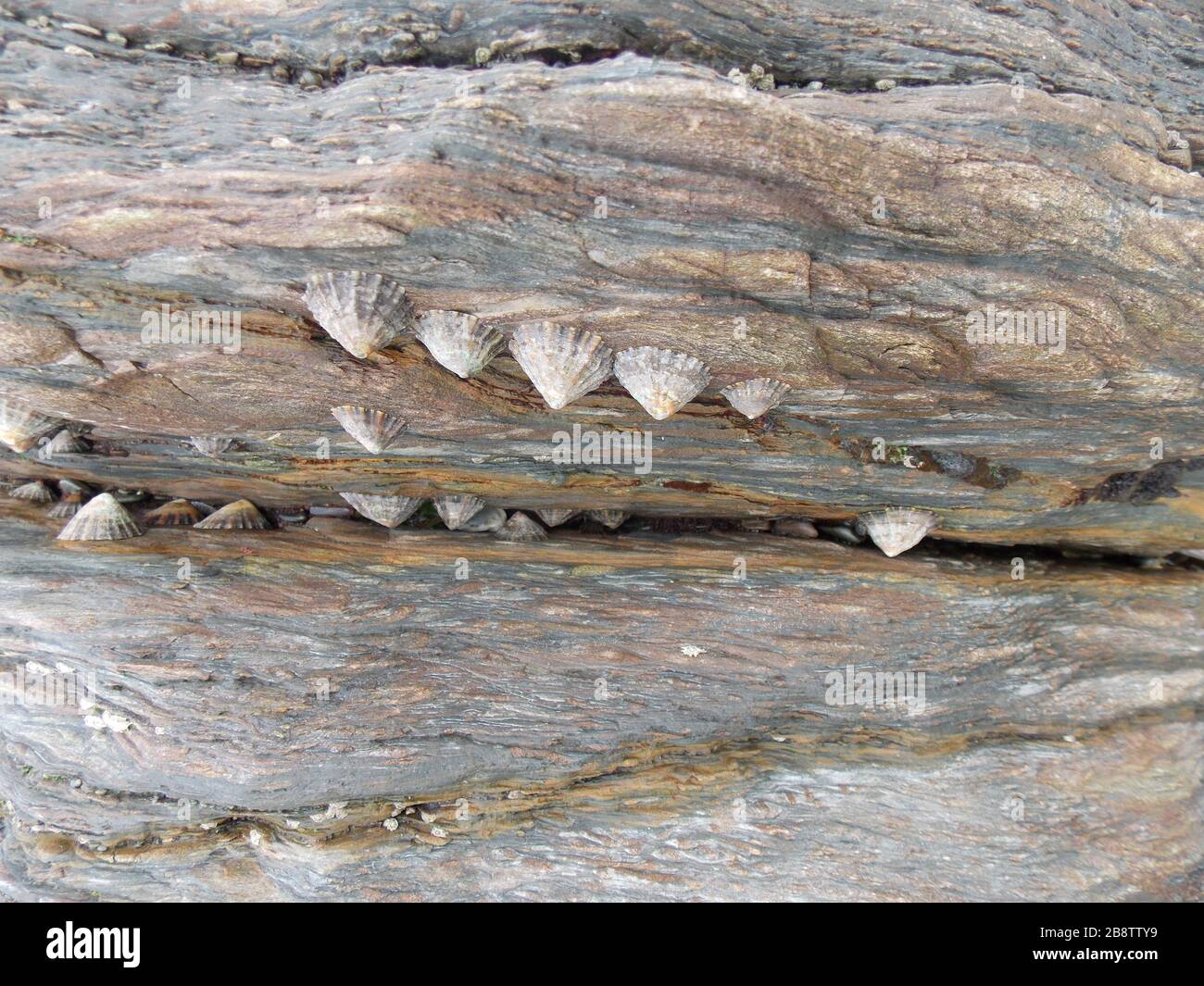 limpit e barnacoli su una roccia Foto Stock