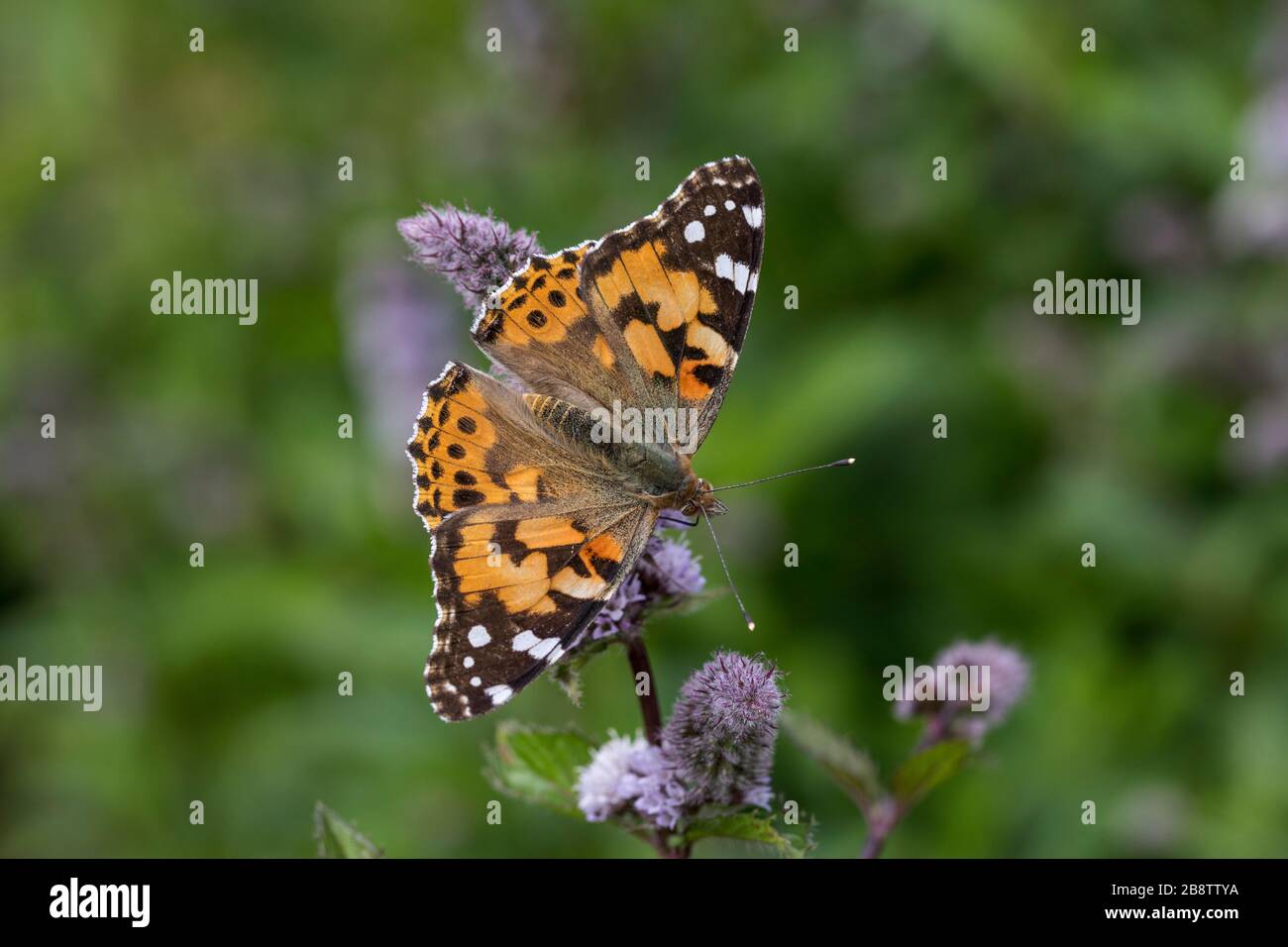 Dipinto di Lady Butterfly; Vanessa cardui; sul fiore di menta; Regno Unito Foto Stock