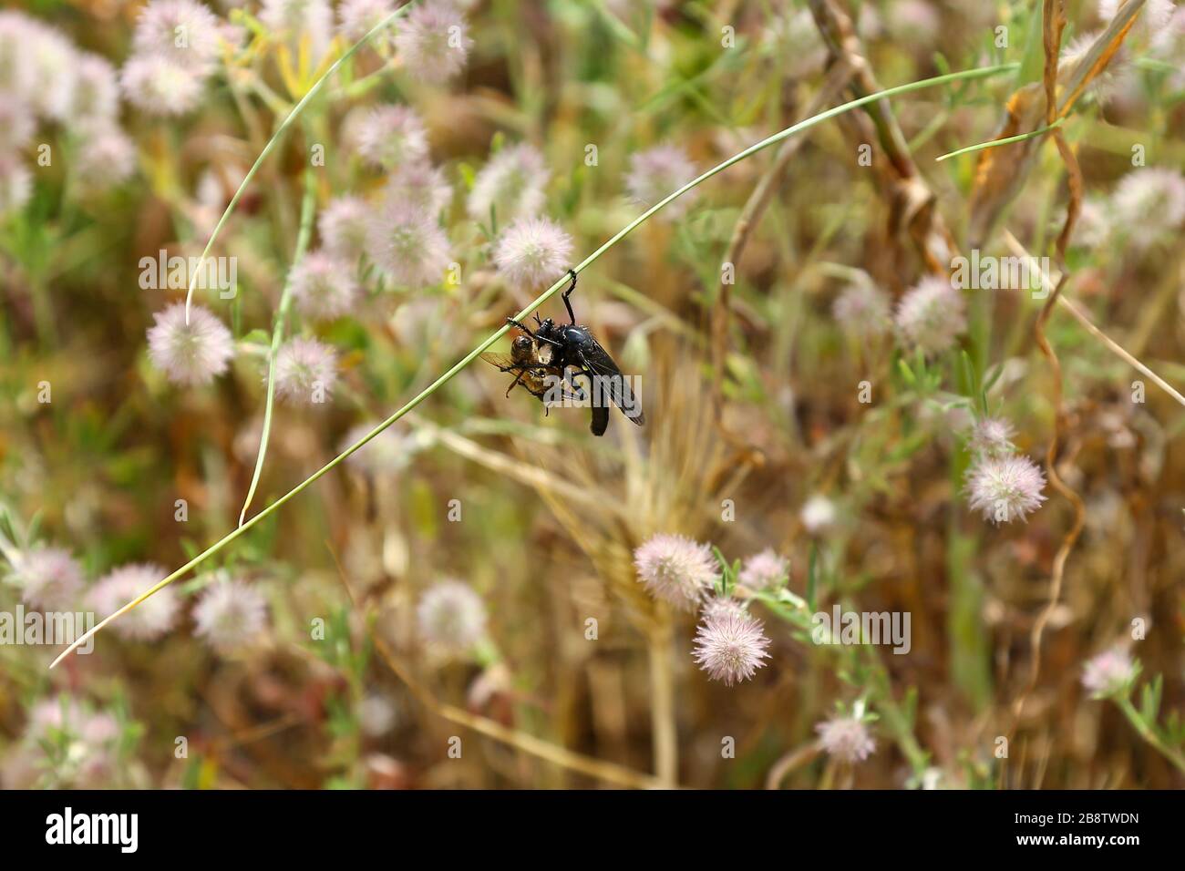 A Robber Fly, chiamato anche assassino vola, attaccando, uccidendo e mangiando un'altra mosca Foto Stock