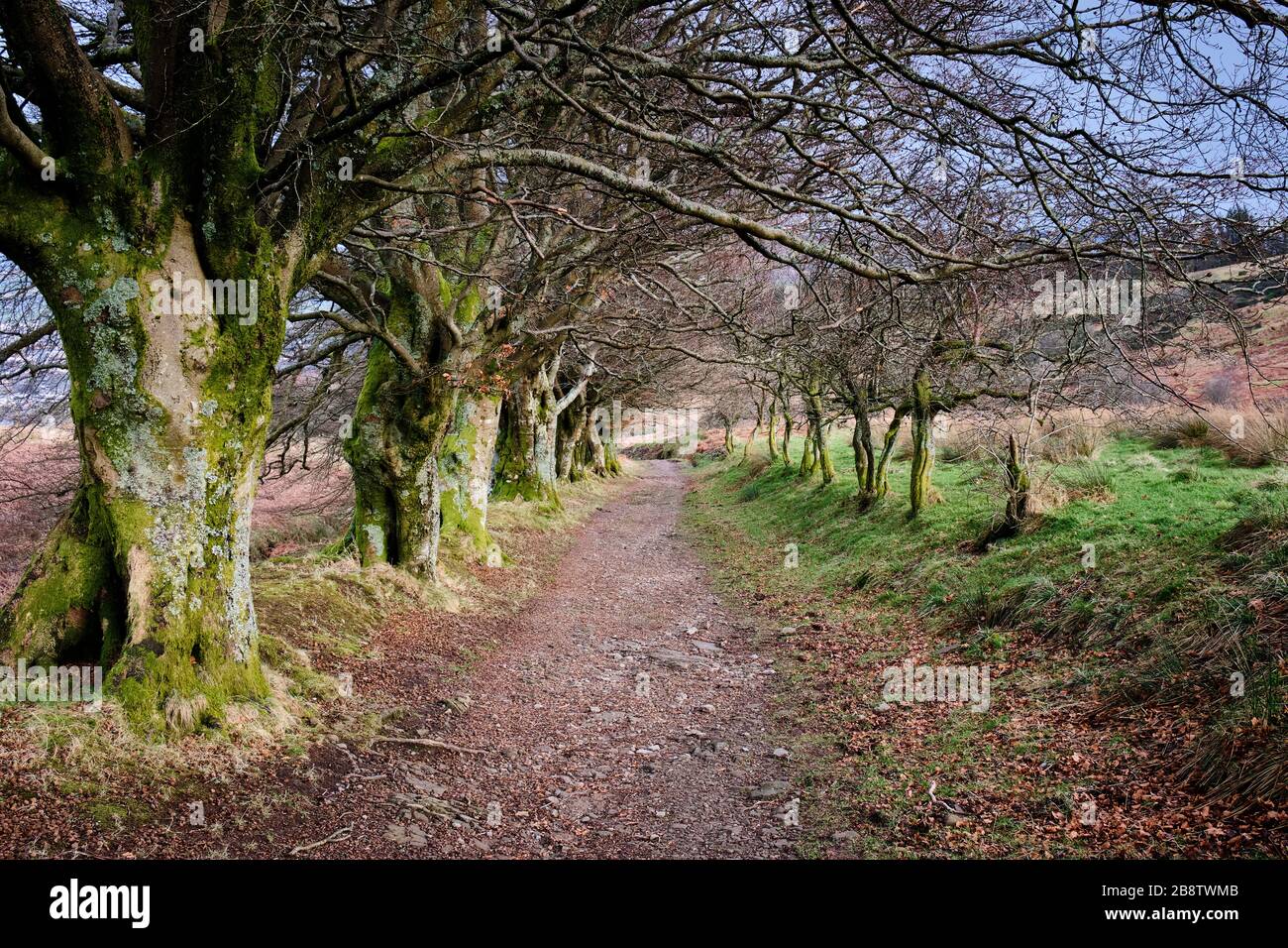 Percorso alberato sulla Three Lochs Way vicino a Stoneymollan Muir, Balloch, Loch Lomond, Scozia Foto Stock