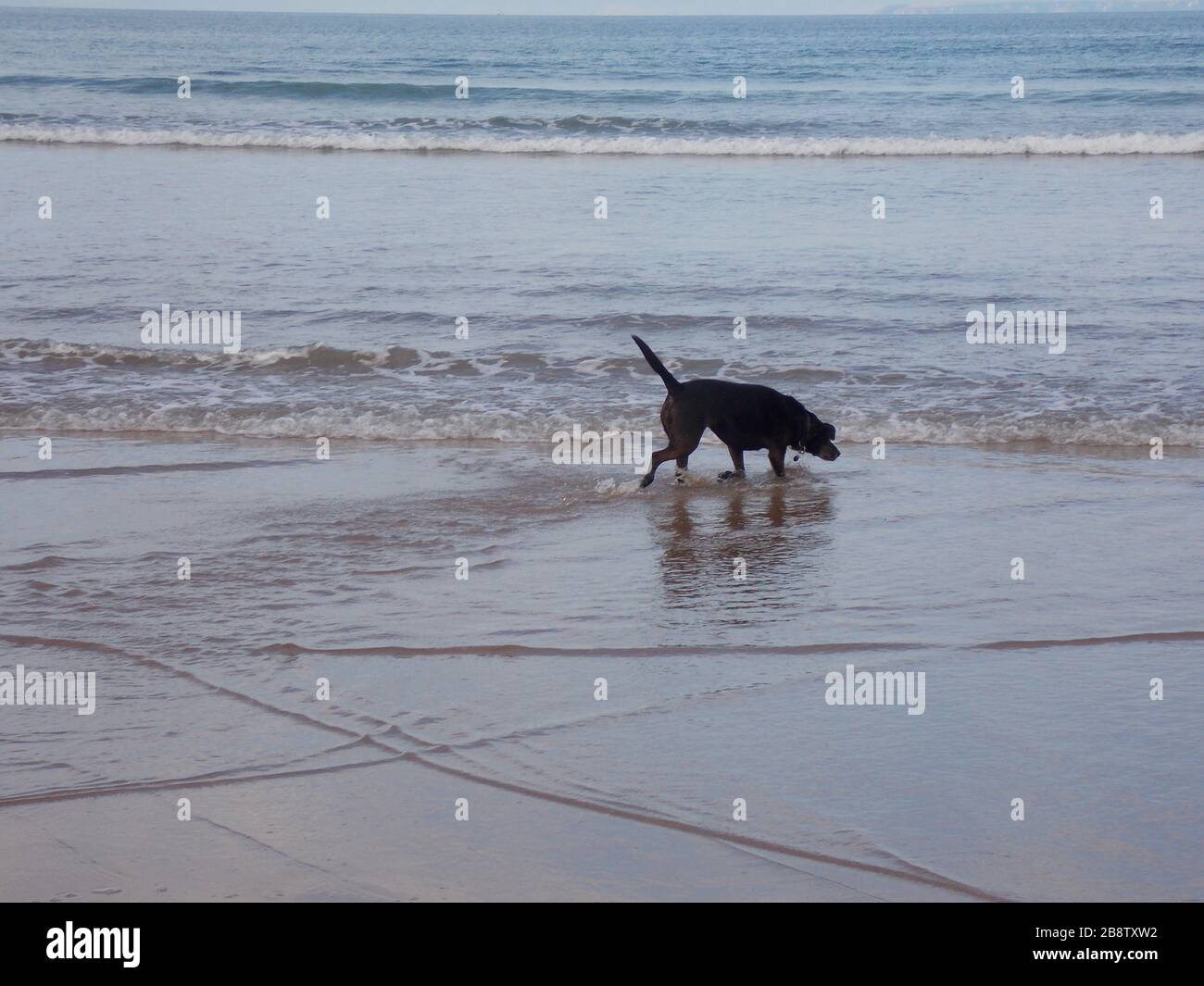 Cane a piedi sulla spiaggia Devon Foto Stock
