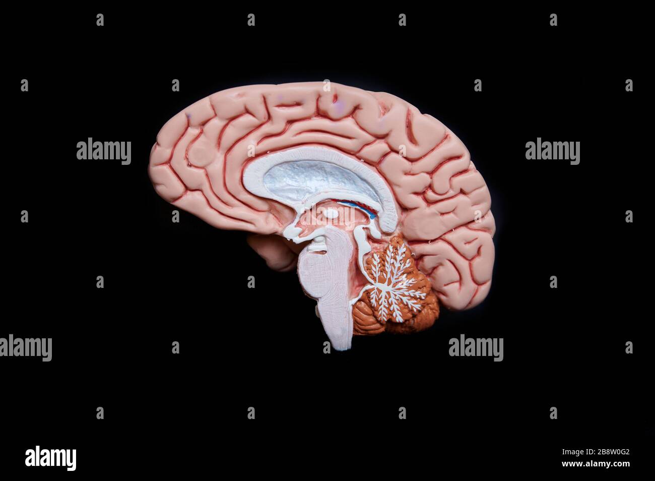 Illustrazione del cervello umano Foto Stock