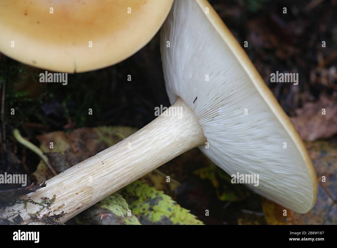 Melanoleuca cognata, comunemente nota come cavalier primaverile, fungo selvatico finlandese Foto Stock