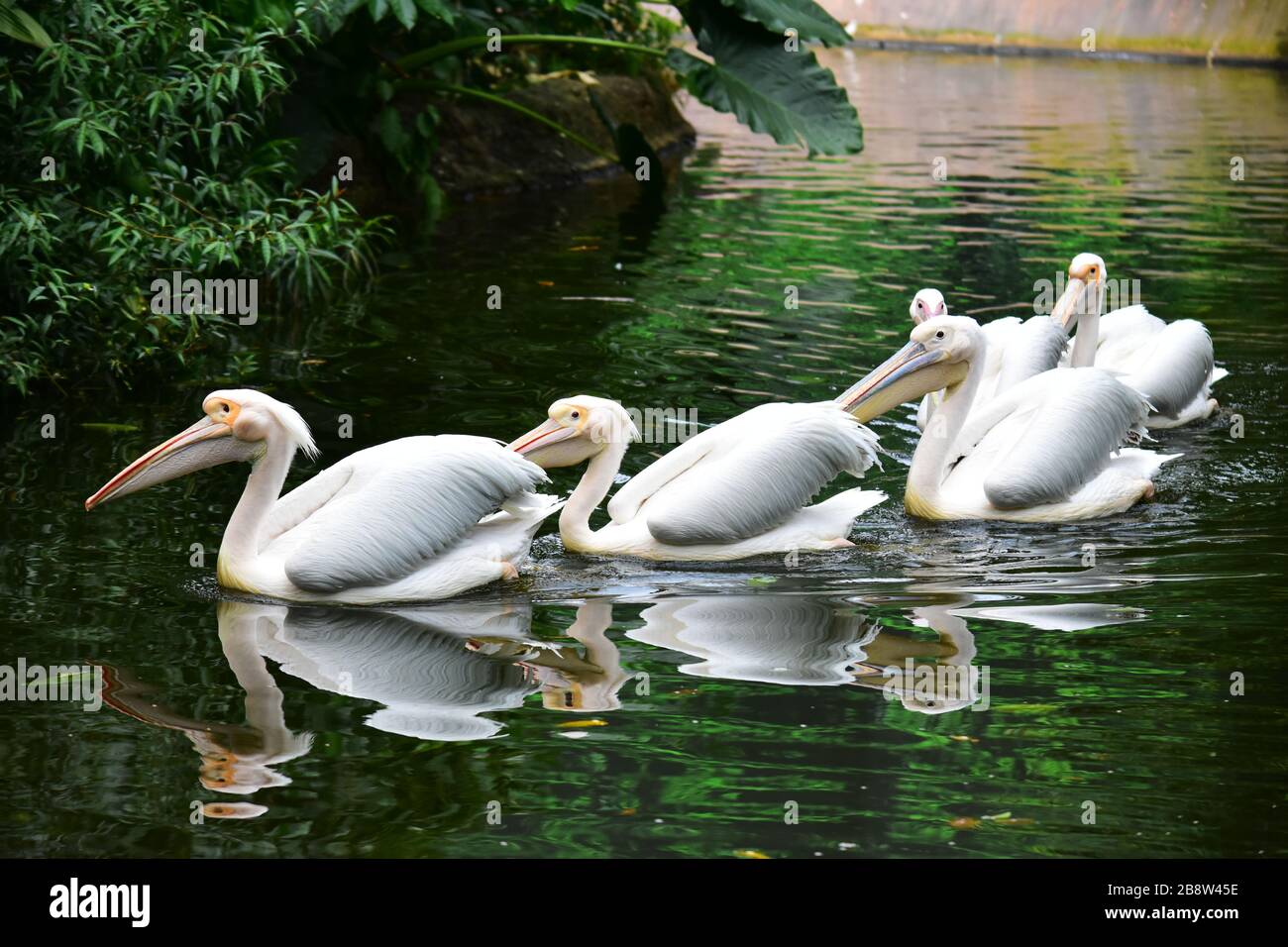 Singapore - 15 gennaio 2019 - una meravigliosa famiglia di pellicani immersi nella natura Foto Stock