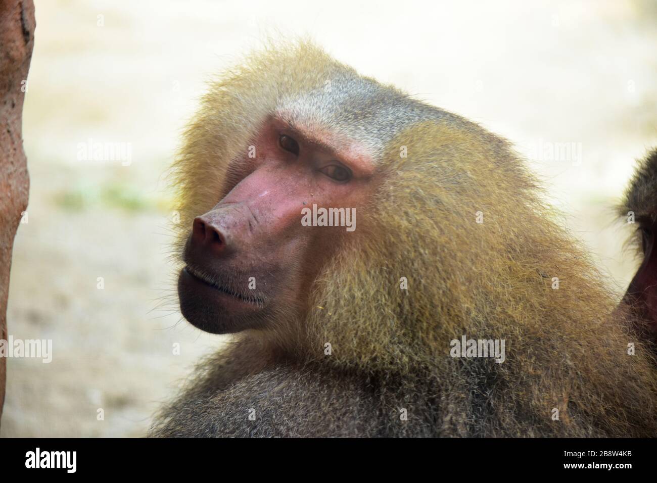 Singapore - 15 gennaio 2019 - uno sguardo intelligente della scimmia nello zoo di Singapore! Foto Stock