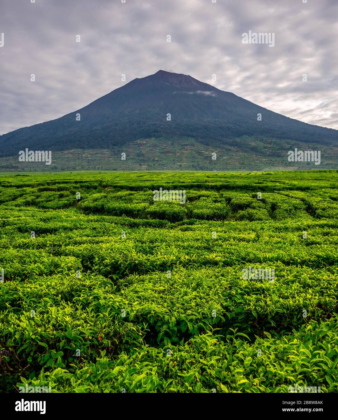 Vulcano Kerinci visto dalle piantagioni di tè Kersik Tea. Posizione fantastica per godersi la natura a Sumatra, Indonesia. Preso dopo aver scalato il vulcano Foto Stock