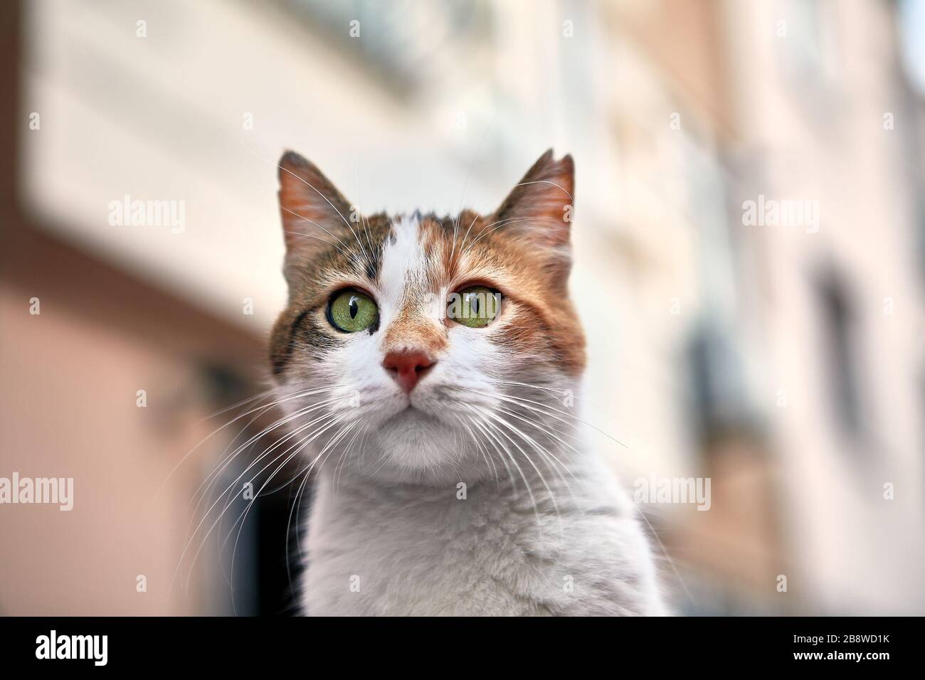Ritratto di un gatto di strada dalla città turca di Istanbul. Un animale estranea all'aperto in inverno. Foto Stock